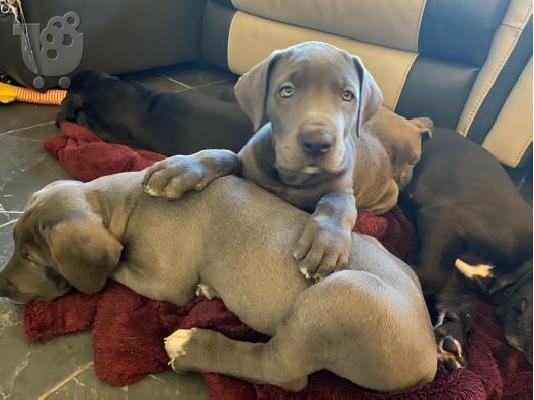 PoulaTo: Πωλείται κουτάβι Great Dane
